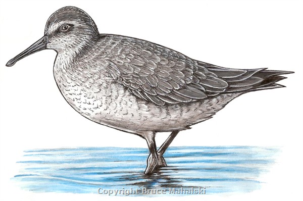 015 - Red Knot Picture